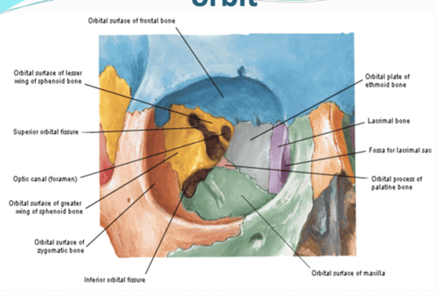 <p>What is the orbit?</p>