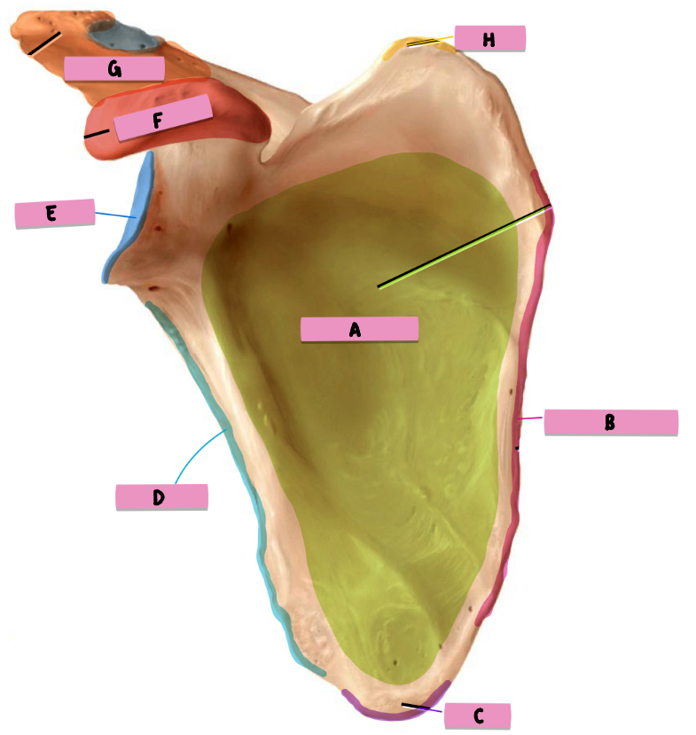 <p><strong>label </strong>the <strong>features </strong>(ANT scapula) <strong> </strong></p>