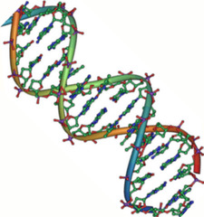 <p>DNA</p><p>(Note: A, C, T, G)</p>