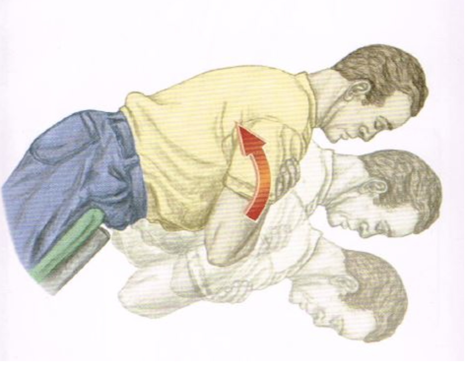 <p><span>Categorize the listed muscles as either agonists/synergists OR antagonists for the motion pictured below. NOTE: Some muscles will not be classified. NO partial credit.</span></p>