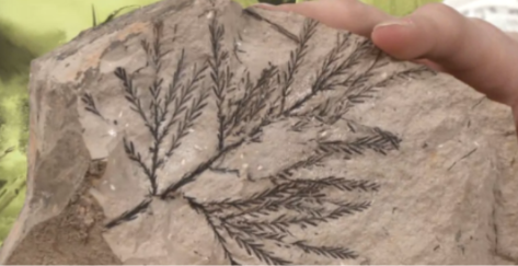 <p>Fossilization process in which minerals carried by water into internal spaces (tissues or bone) of organisms and then solidify. </p>