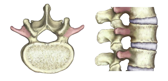 <p>What is the name of the pink structure?</p>
