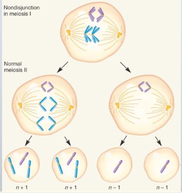 <p>Visos keturios gametos yra nenormaliai išsivystę</p><p class="p1">50% trisominių</p><p class="p1">50% monosominių</p>