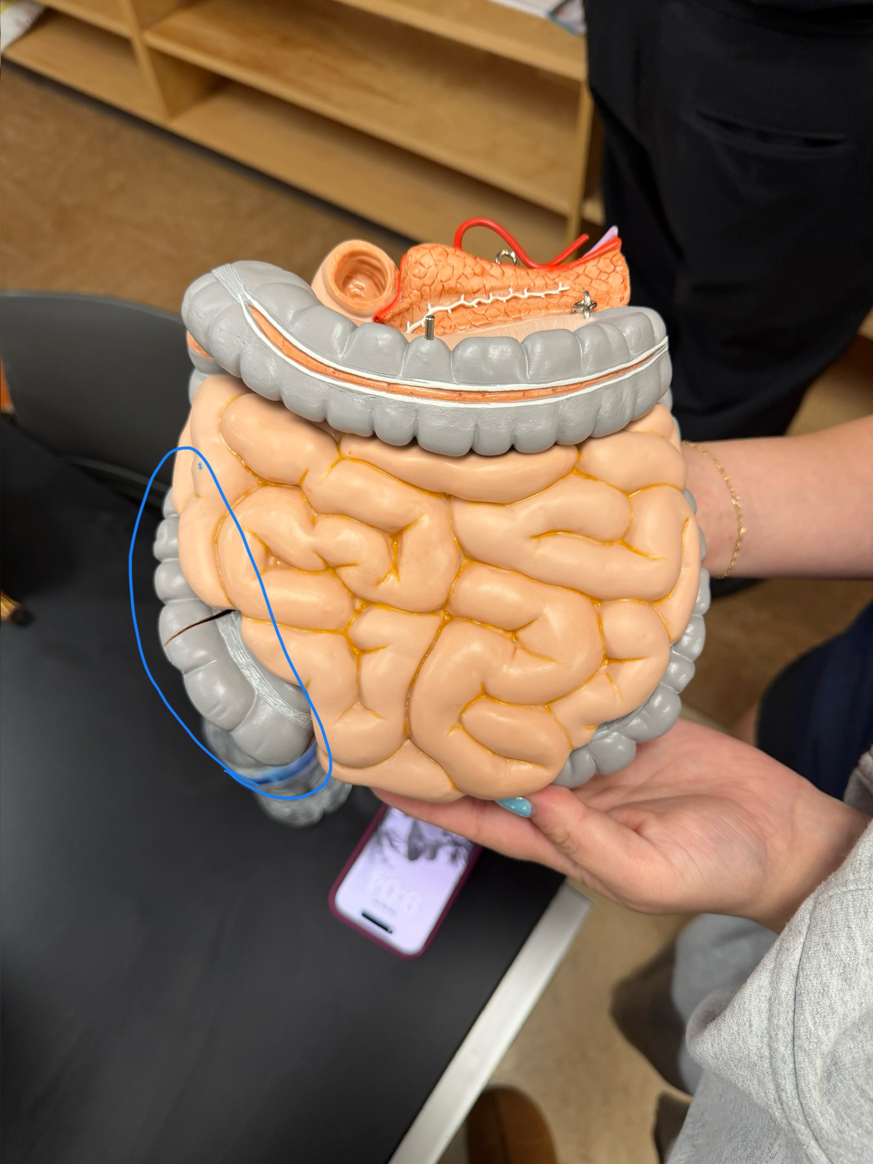 <p>name this region</p>