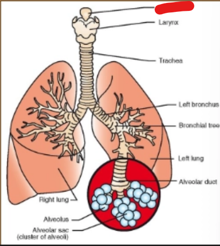 <p>what is it (Respiratory System)</p>