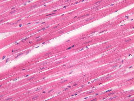 <p>what type of tissue is this?</p>