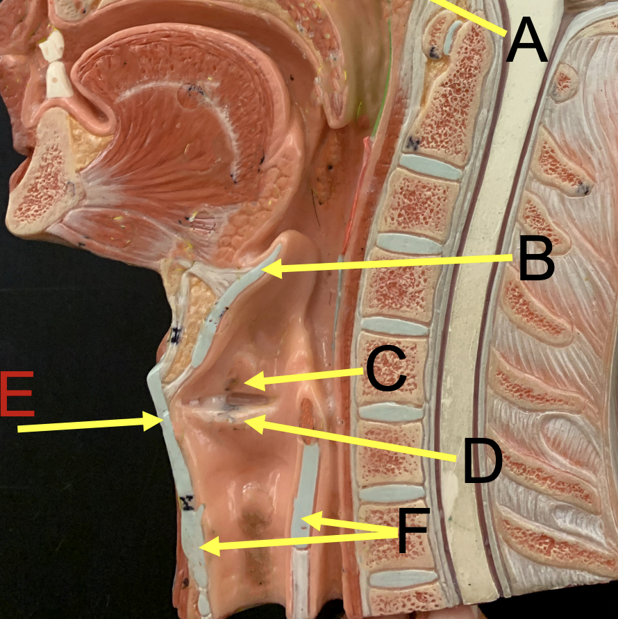 <p>E - largest cartilage that makes up the larynx</p>
