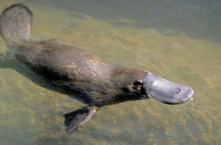 <p>This platypus is in group _________?</p>