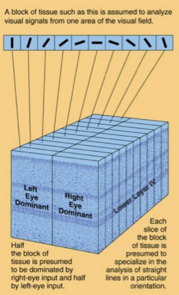 <p class="Paragraph SCXO252060064 BCX0" style="text-align: left;"><span style="background-color: inherit; line-height: 19.55px; color: windowtext;">V1 is organised into functional columns perpendicular to cortical surface&nbsp;</span><span style="line-height: 19.55px; color: windowtext;">&nbsp;</span></p><p class="Paragraph SCXO252060064 BCX0" style="text-align: left;"><span style="background-color: inherit; line-height: 19.55px; color: windowtext;">Columns alternate in eye dominance across the cortical surface</span><span style="line-height: 19.55px; color: windowtext;">&nbsp;</span></p><p class="Paragraph SCXO252060064 BCX0" style="text-align: left;"><span style="background-color: inherit; line-height: 19.55px; color: windowtext;">Hypercolumn:</span><span style="line-height: 19.55px; color: windowtext;">&nbsp;</span></p><ul><li><p class="Paragraph SCXO252060064 BCX0" style="text-align: left;"><span style="background-color: inherit; line-height: 19.55px; color: windowtext;">A full set of orientation columns for both eyes</span><span style="line-height: 19.55px; color: windowtext;">&nbsp;</span></p></li></ul><p class="Paragraph SCXO252060064 BCX0" style="text-align: left;"><span style="background-color: inherit; line-height: 19.55px; color: windowtext;">Within column cells share:</span><span style="line-height: 19.55px; color: windowtext;">&nbsp;</span></p><ul><li><p class="Paragraph SCXO252060064 BCX0" style="text-align: left;"><span style="background-color: inherit; line-height: 19.55px; color: windowtext;">Same retinal location</span><span style="line-height: 19.55px; color: windowtext;">&nbsp;</span></p></li><li><p class="Paragraph SCXO252060064 BCX0" style="text-align: left;"><span style="background-color: inherit; line-height: 19.55px; color: windowtext;">Same eye dominance</span><span style="line-height: 19.55px; color: windowtext;">&nbsp;</span></p></li><li><p class="Paragraph SCXO252060064 BCX0" style="text-align: left;"><span style="background-color: inherit; line-height: 19.55px; color: windowtext;">Same preferred orientation</span><span style="line-height: 19.55px; color: windowtext;">&nbsp;</span></p></li></ul><p></p>