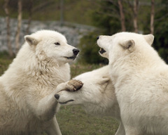 <p>playful</p>