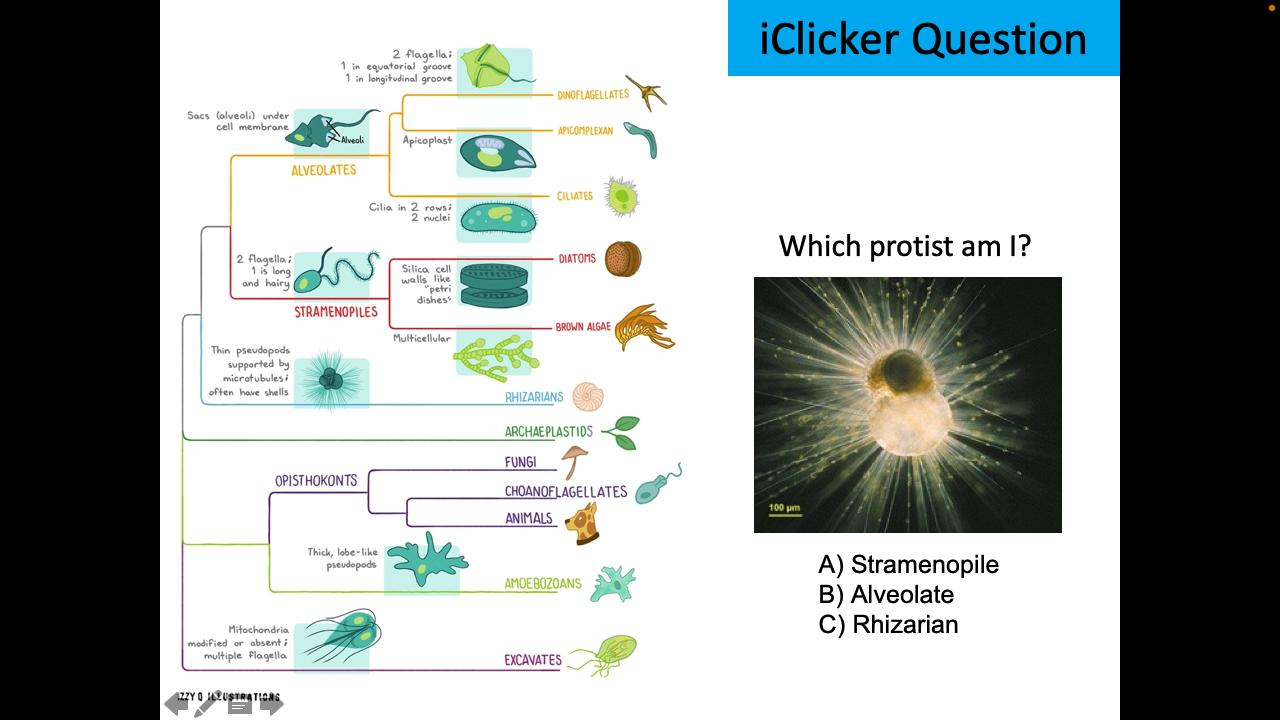 <p>Which protist am I?</p>