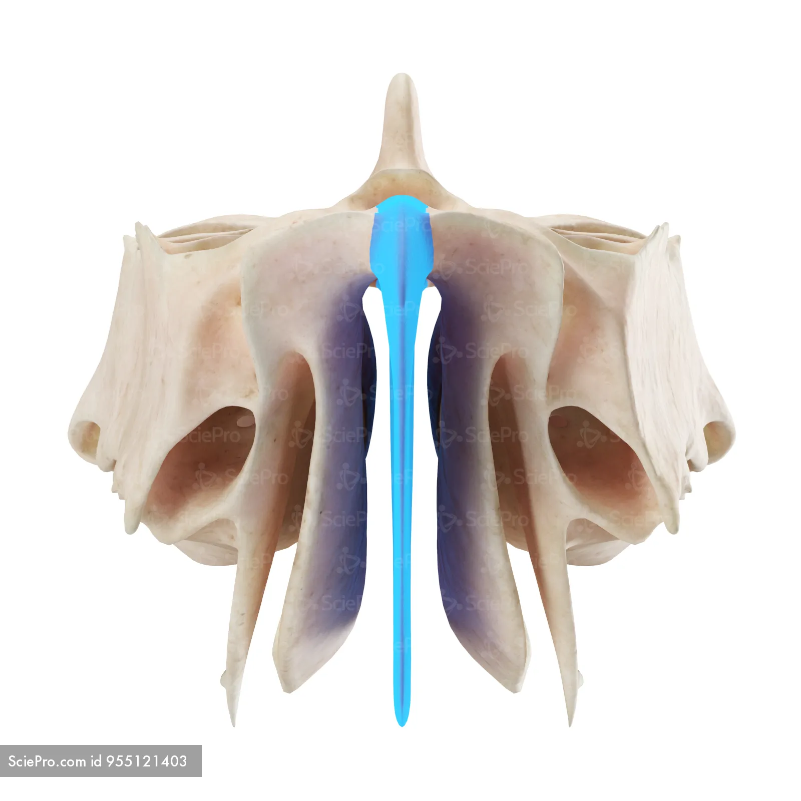 <p>thin, vertical projection of bone in the nose forming the top part of the septum</p>