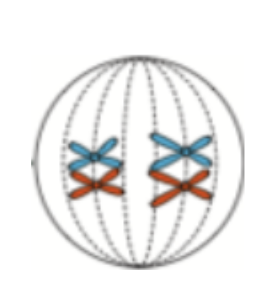 <p><span style="background-color: transparent;">This could be a cell in the process of: </span></p><ol><li><p><span style="background-color: transparent;">Mitosis</span></p></li><li><p><span style="background-color: transparent;">Meiosis</span></p></li><li><p><span style="background-color: transparent;">Either mitosis or meiosis</span></p></li></ol><p></p>