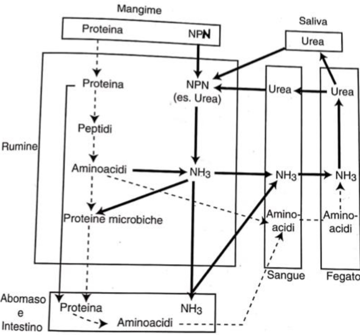 <p><strong><span>Ciclo rumino-epatico dell'urea.</span></strong></p>