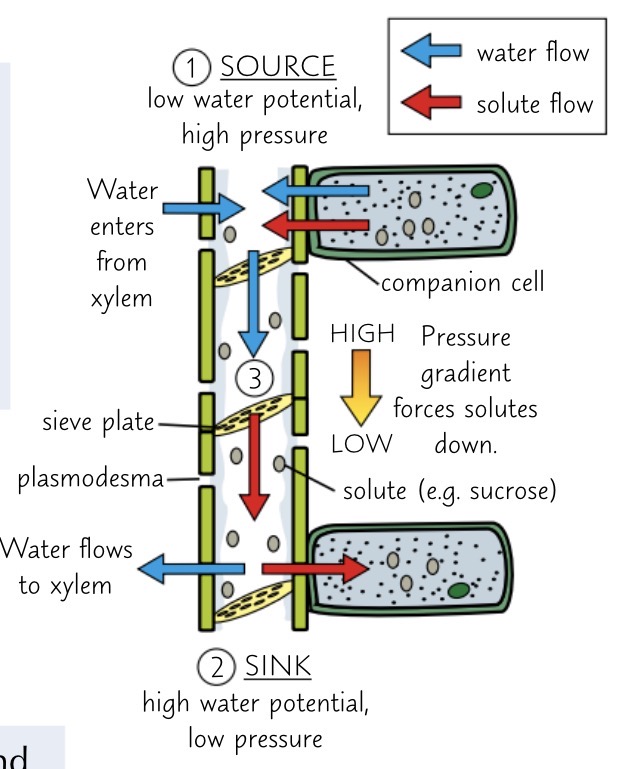 <p>1) source</p><ul><li><p>active transport is used to actively load the solutes (sucrose) from companion cells into the sieve tubes of the phloem at the source (leaves)</p></li><li><p>this lowers the water potential inside the sieve tubes, so water enters the tubes by osmosis from the xylem and companion cells</p></li><li><p>this creates a high pressure inside the sieve tubes at the source end of the phloem</p></li></ul><p>2) </p><ul><li><p>at the sink end, solutes are removed from the phloem to be used up</p></li><li><p>this increases the water potential inside the sieve tubes so water also leaves the tubes by osmosis</p></li><li><p>this lowers the pressure inside the sieve tubes</p></li></ul><p>3) sink</p><ul><li><p>the result is a pressure gradient from the source end to the sink end</p></li><li><p>this gradient pushes solutes along the sieve tubes towards the sink</p></li><li><p>when they reach the sink, the solutes will be used (respiration) or stored (starch) </p></li></ul><p></p>