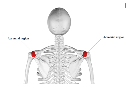 <p>Shoulder</p>