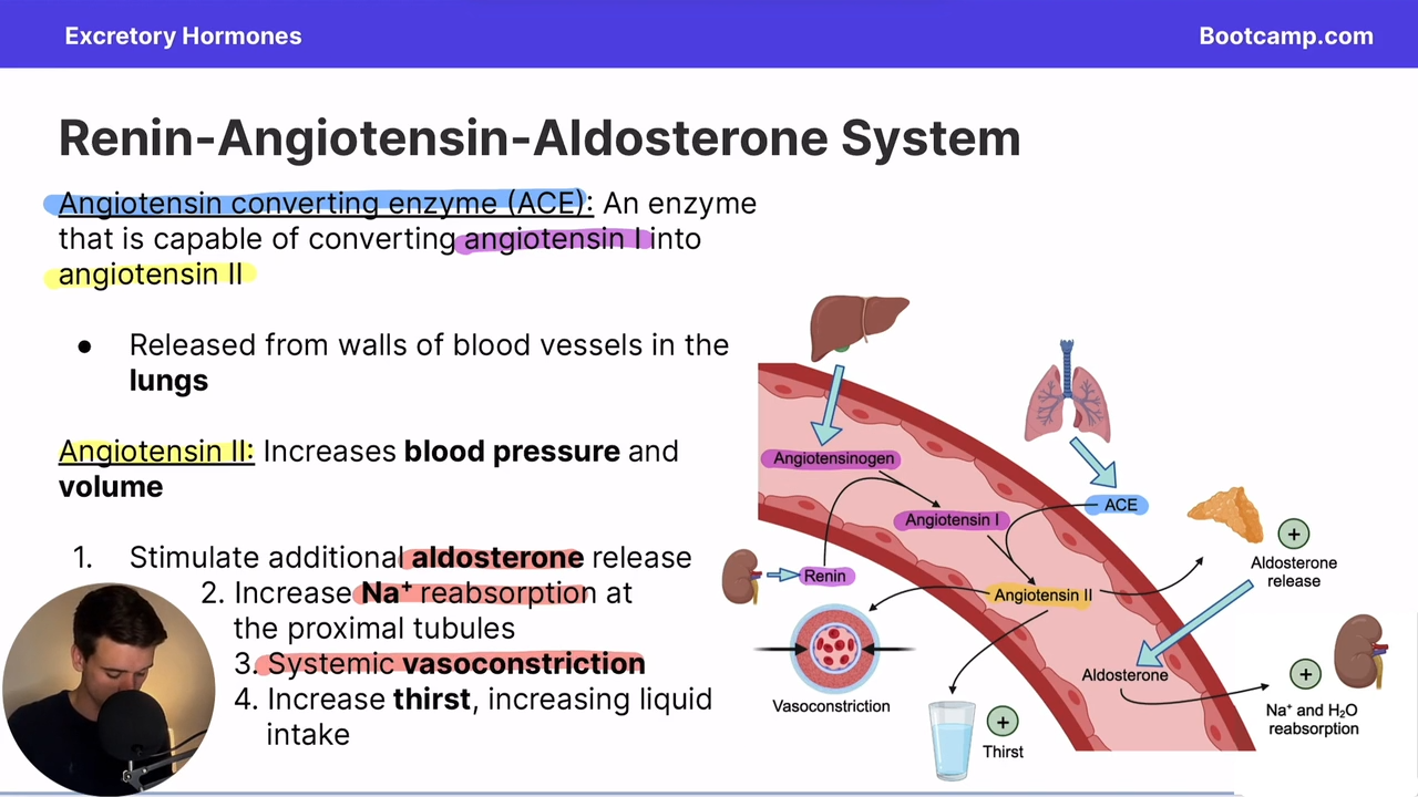 <ol><li><p>aldosterone release</p></li><li><p>Na+ reabsorbtion</p></li><li><p>vasoconstriction</p></li><li><p>increases thirst </p></li></ol><p></p><p></p><p></p>