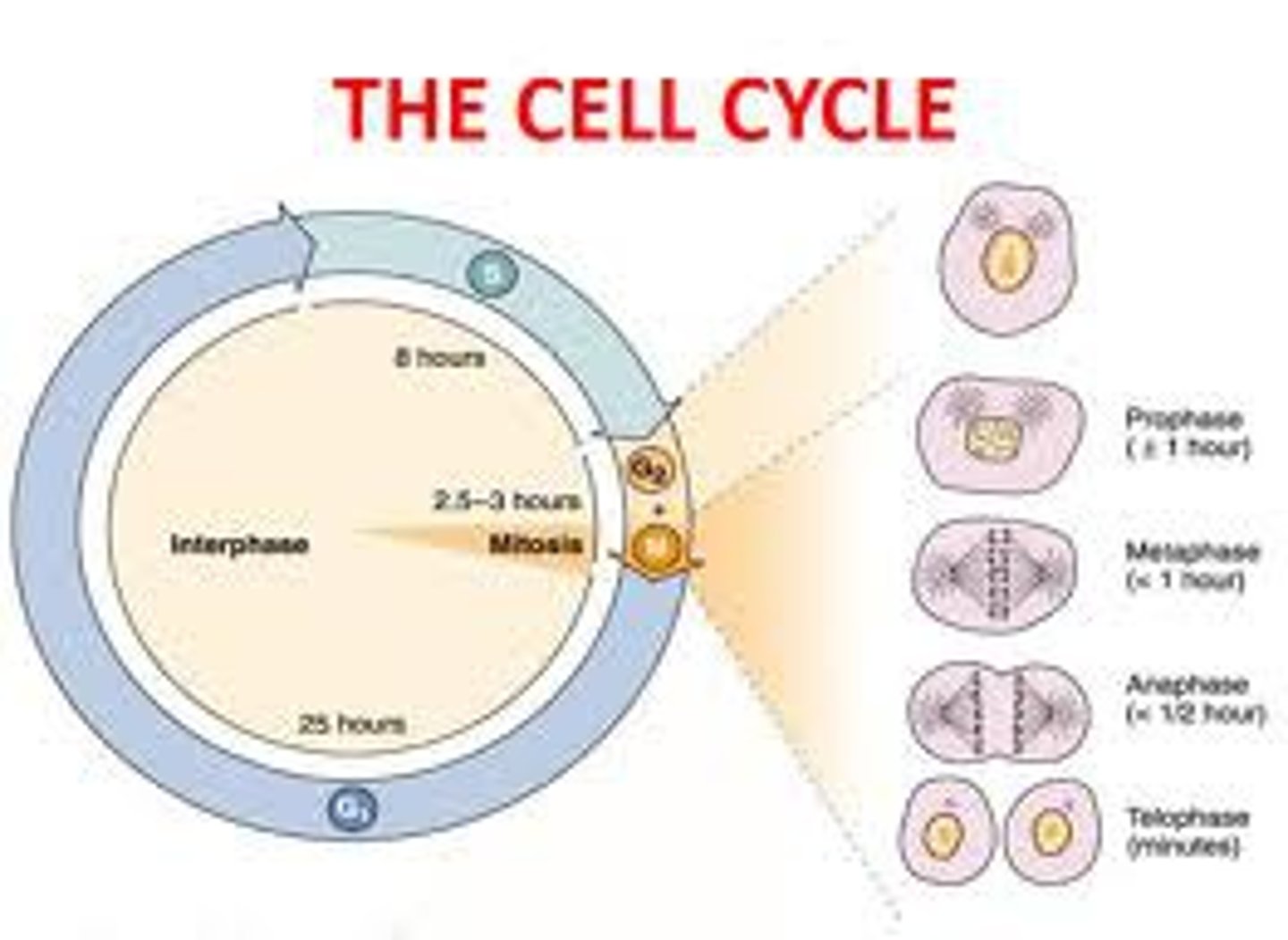 <p>mitotic</p>