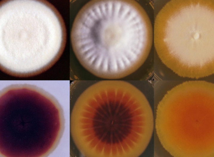 <p>Identify this fungus</p>