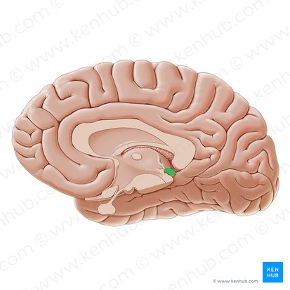 <p>What structure is shown.</p>
