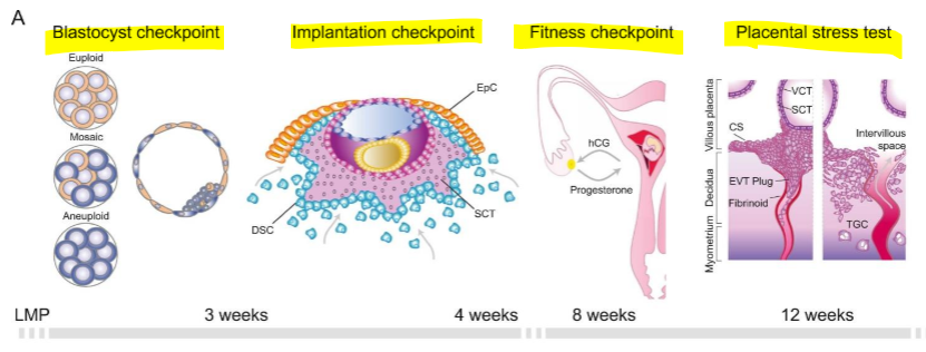 <p>Embryo/fetus may be lost at such checkpoints</p><p></p>