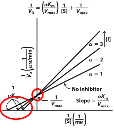 <p>inhibitor competes with ONLY active site → NO catalysis</p><ul><li><p>forms E1 complex</p></li><li><p>Km INCREASES, Vmax CONSTANT</p></li></ul><p>alphaKm is the Km observed with comp. inhibitor is present</p><p></p>