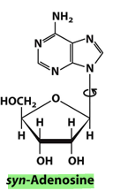 <p>When the nitrogenous base is towards the left and hovering above the pentose</p>