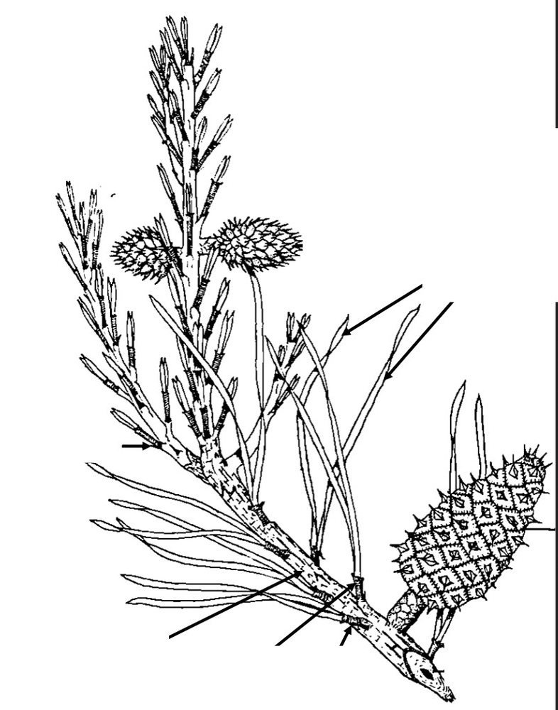 <p>Identify the types of leaves and shoots of pine.</p>