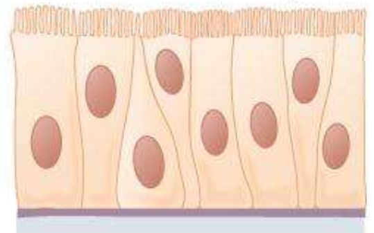 <p>What type of tissue is this?</p>