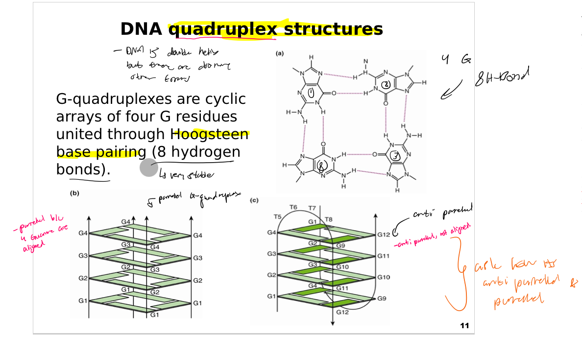 <p>This slide introduces the <strong>DNA G-quadruplex structure</strong>, a special form of DNA folding based on guanine-rich sequences. It emphasizes how guanine (G) bases can organize into unique arrangements stabilized by Hoogsteen hydrogen bonds.</p><p><strong>Key concept:</strong> G-quadruplexes are <strong>cyclic arrays of four guanine residues</strong> (G-tetrads) that stack on top of each other. Each tetrad is stabilized by <strong>Hoogsteen base pairing</strong>, forming <strong>eight hydrogen bonds</strong> among the four guanines.</p><p><strong>Panel (a):</strong> Shows the chemical detail of a single <strong>G-tetrad</strong>, highlighting the cyclic arrangement and the network of hydrogen bonds (dashed lines) connecting the bases.</p><p><strong>Panel (b):</strong> Illustrates a <strong>simple stacked G-quadruplex</strong>, where several G-tetrads stack vertically to create a stable structure. Each layer consists of four G residues, and the arrows indicate the orientation of strands. This is a parallel G-quadruplex.</p><p><strong>Panel (c):</strong> Shows another<strong> G-quadruplex</strong> formed between two DNA molecules with connecting loops (labeled T5–T8) and additional guanines (G9–G12) forming an extended structure. This is an anti-parallel G-quadruplex.</p><p>G-quadruplexes can vary in complexity, accommodating different loop lengths and orientations.</p><p><strong>G-quadruplexes are widely studied because they can form in telomeric DNA, regulatory regions of genes, and synthetic nucleic acid designs. Their compact and stable structures are useful for molecular recognition, aptamer design, and nanotechnology.\</strong></p><p><strong>(The bolder passage in easier terms) </strong>This passage means that <strong><mark>G-quadruplexes are special, stable DNA/RNA structures</mark></strong> that play a massive role in human biology, medicine, and advanced technology.</p><p>Here is a breakdown of what the text is saying in plain, simple terms:</p><p>1. Where they are found in biology</p><p>The text states that these structures form in specific, crucial parts of our genetic code:</p><ul><li><p><strong>Telomeric DNA:</strong> Telomeres are the protective caps at the ends of our chromosomes (like the plastic tips on shoelaces). They control cell aging and prevent DNA damage.</p></li><li><p><strong>Regulatory regions of genes:</strong> These are the "control switches" of your DNA that turn genes on or off. G-quadruplexes found here often act as speed bumps or volume knobs for controlling how proteins are made.</p></li></ul><p>2. Why their shape matters</p><ul><li><p><strong>Compact and stable structures:</strong> Instead of the classic, long double-helix ladder we usually picture for DNA, G-quadruplexes fold into tightly packed, sturdy four-stranded squares. Because they are so stable, they don't easily fall apart.</p></li></ul><p>3. How scientists use them</p><p>Because of their unique shape and stability, scientists use them as building blocks and tools for three main things:</p><ul><li><p><strong>Molecular recognition:</strong> Because they have a distinct 3D shape, they can act like a precise puzzle piece to find and lock onto specific molecules in the body.</p></li><li><p><strong>Aptamer design:</strong> Aptamers are synthetic DNA or RNA strands engineered to bind to specific targets (like a customized biological velcro). They are used to create targeted medicines or diagnostic tests.</p></li><li><p><strong>Nanotechnology:</strong> Because they are so tiny, tough, and predictable, scientists use them as structural building blocks to build microscopic machines, sensors, or drug-delivery systems.</p></li></ul><p><strong>In short:</strong> G-quadruplexes are exciting because they help us understand how our bodies control genes, and they give scientists a powerful, sturdy tool to design next-generation medicines and nanotech.</p>