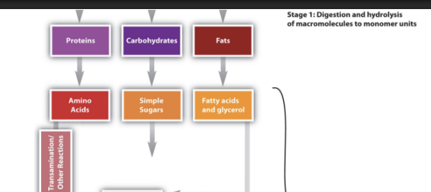 <p>Marcomolecules, such as carb, proeins, lipids are broken down into their simpler monomers through hydrolysis reactions</p><p>Proteins - Amino Acids</p><p>Lipids - Glycerol Backbone+ Fatty Acids</p><p>Carbohydrates - Monosacchardies </p>