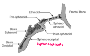 <ul><li><p>cranial base</p></li><li><p>mandible</p></li><li><p>synchondrosis (similar to epi. plate but its cartilage btwn 2 diff bones)</p></li></ul><p></p>