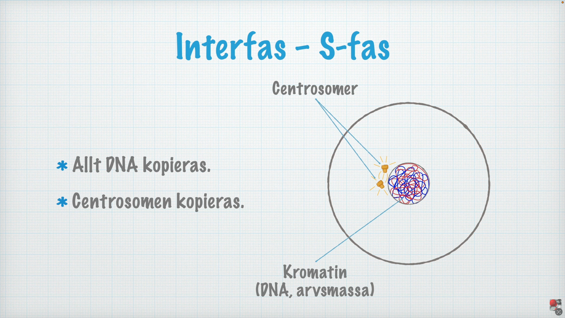<p>Allt DNA kopieras, centrosomen kopieras </p>