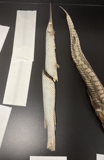 <p>What is this (phylum, subphylum, superclass, class, common name, what kind of scales does it have)?</p>