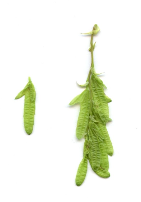 <p>Carpinus betulus - navadni gaber<br>Carpinaceae - gabrovke </p>