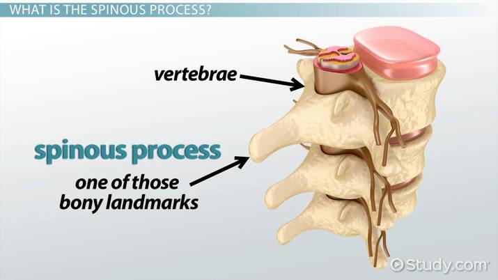 <p>longer, thinner projection of bone</p>