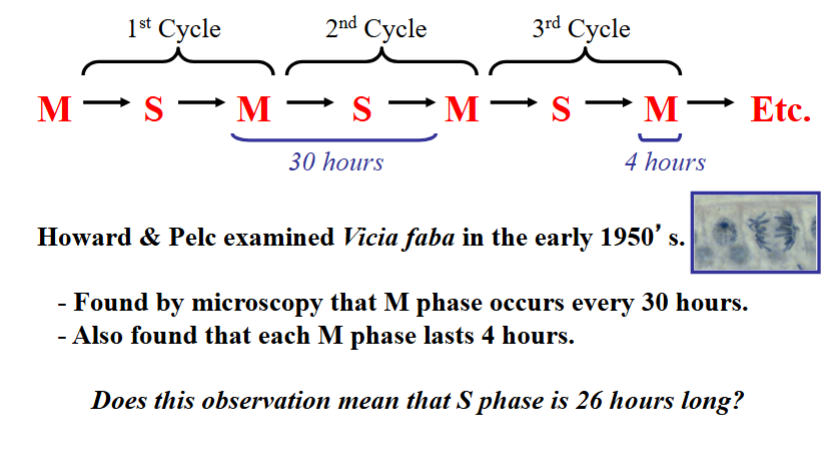 <p><span style="background-color: transparent;">Howard and Pelc — Defining the Cell Cycle Phases</span></p>