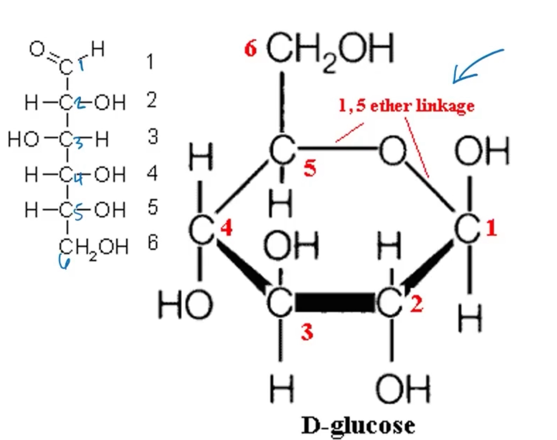 <p>Carbons are numbered beggining at the end of the chain near the carbonyl group </p><p></p>
