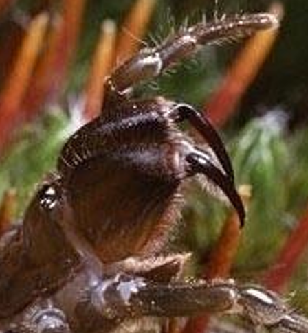 <p>Orde Araneae (spinnen) vb</p>