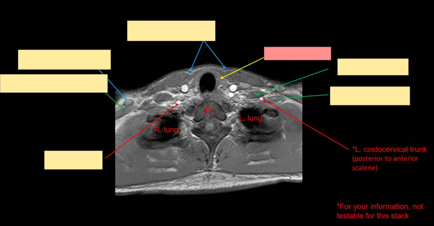 <p>What is this structure?</p>