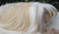 <p>welke type cavia is dit</p>