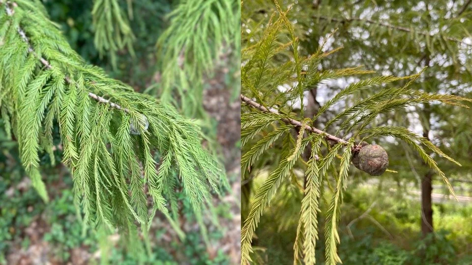 <p>Taxodium distichum </p>