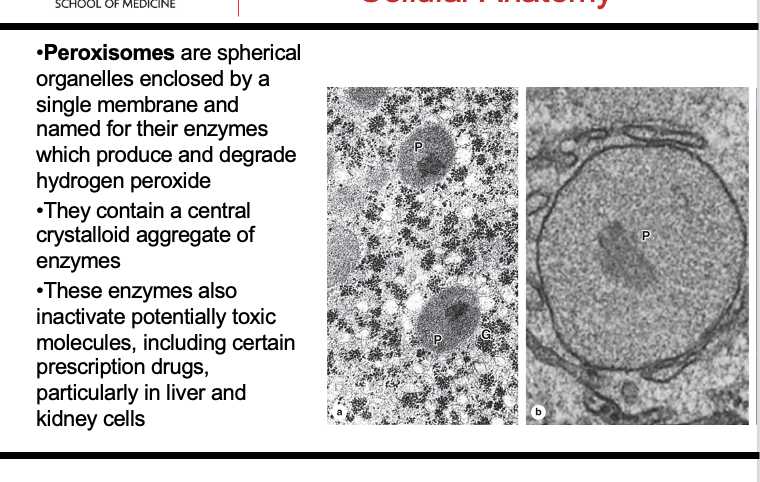 <p>H2O2</p><p>Protein; Liver; Kidney</p>