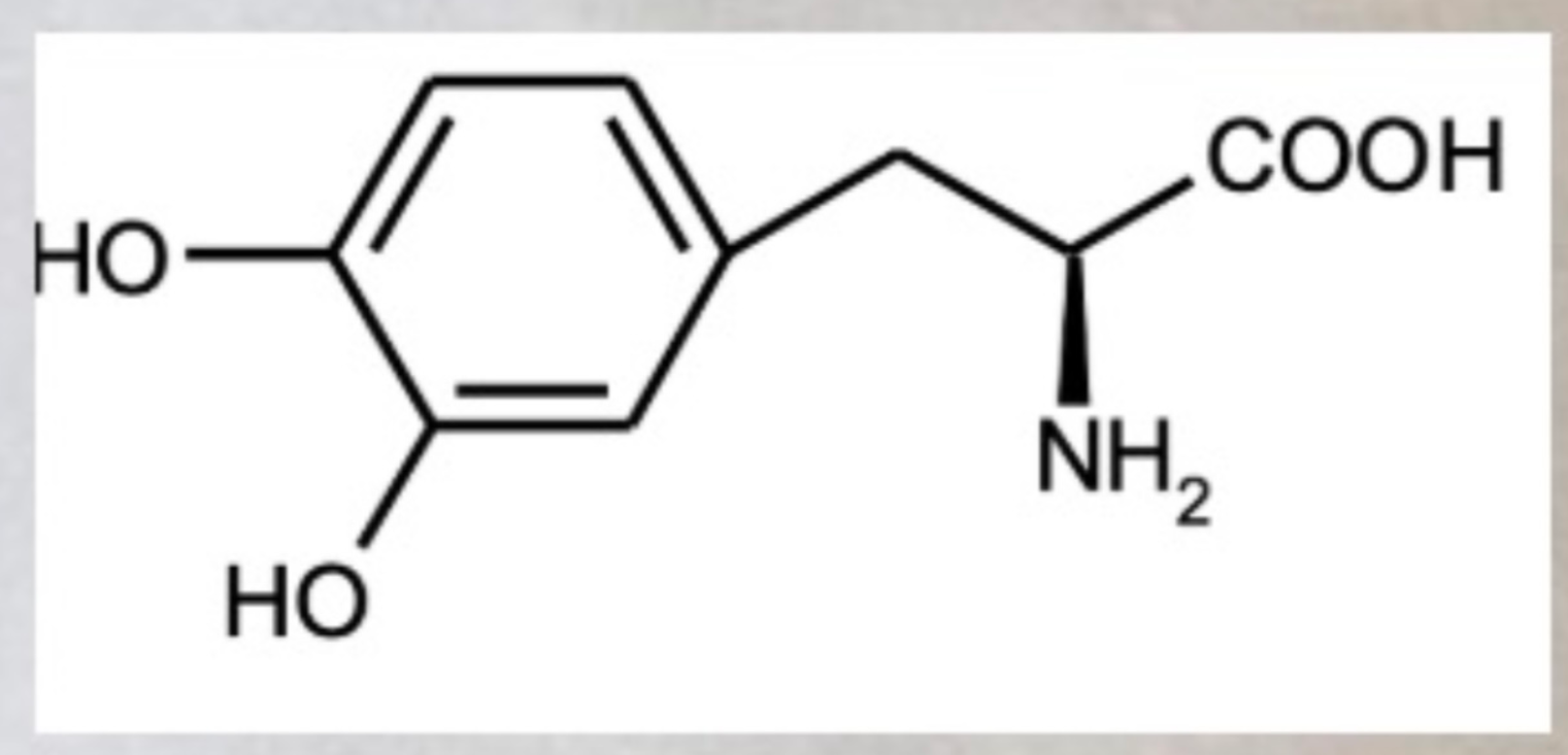 <p>What is DOPA: Precursor of dopamine</p><p>What is it used for: To treat Parkinson’s disease</p>