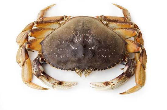 <p>crab</p>