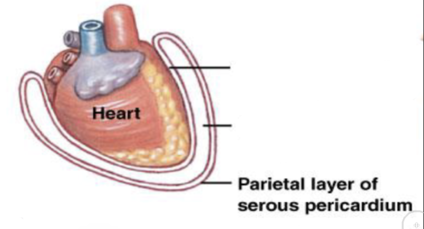 <p>parietal layer of serous pericardium</p>
