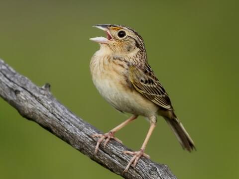<p>Grasshopper Sparrow</p>
