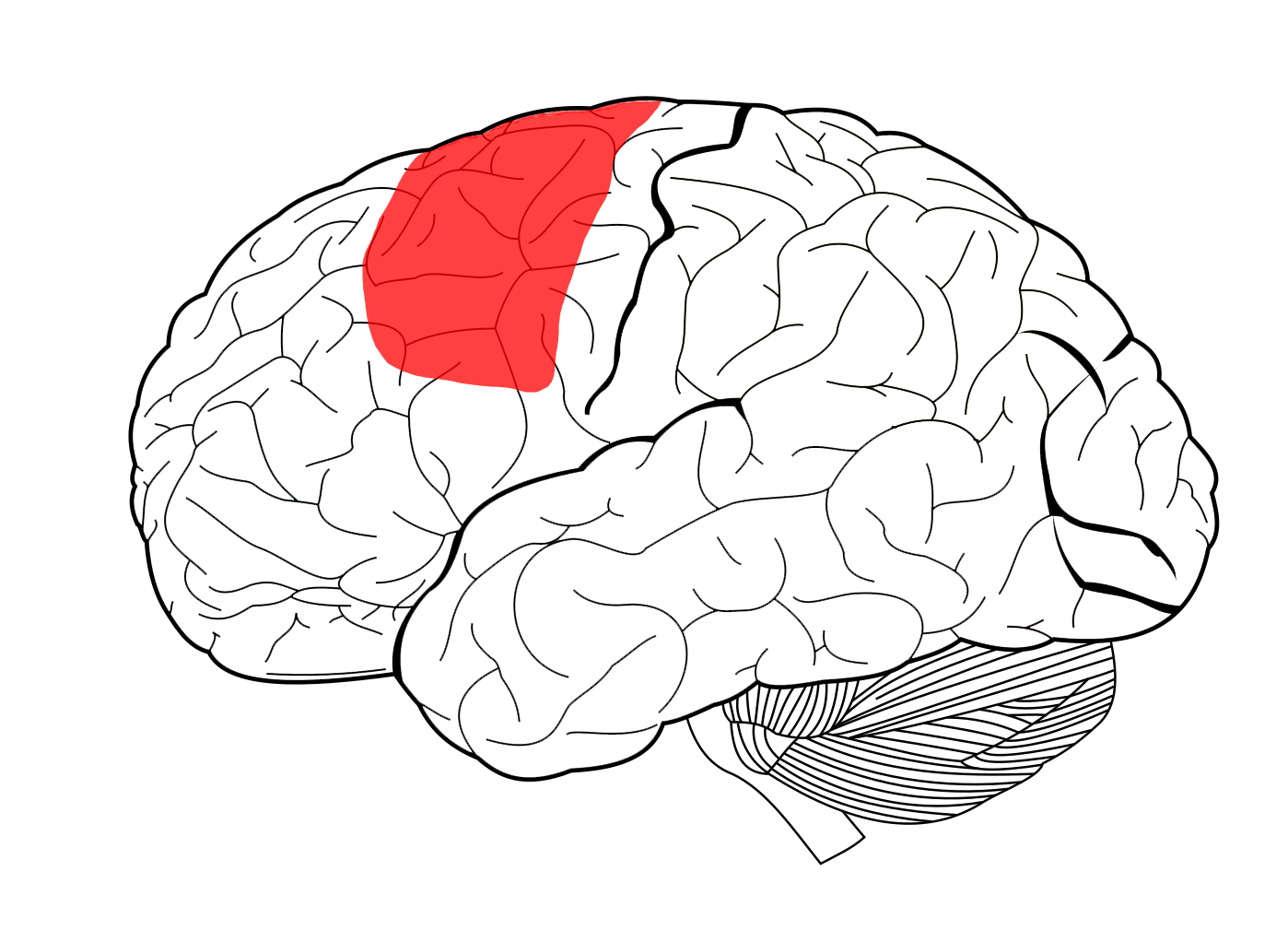 <p>what brodmann area(s)</p>