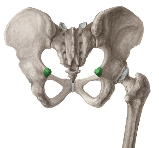 <p>Spine</p>