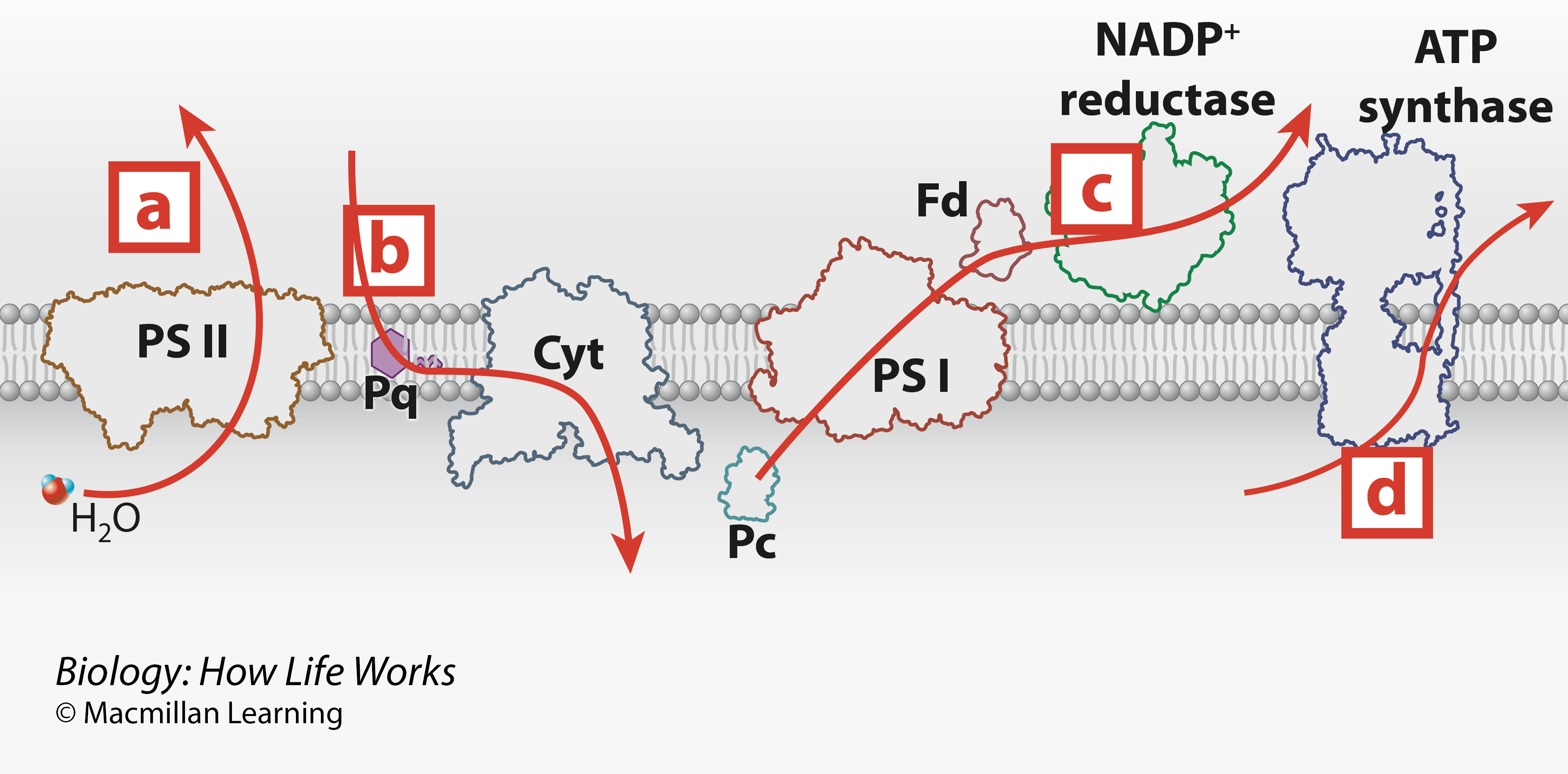 <p><span>Which arrow in the figure best depicts the flow of protons in powering the formation of ATP?</span></p>